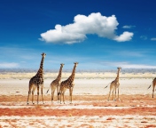 African Giraffes screenshot #1 176x144