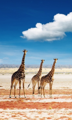 Fondo de pantalla African Giraffes 240x400