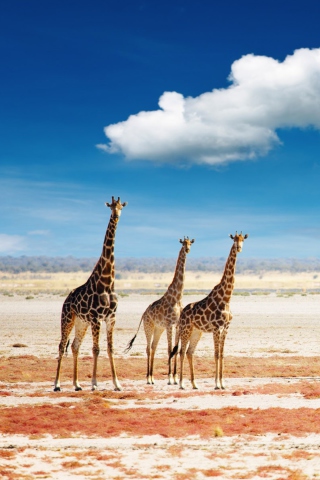Fondo de pantalla African Giraffes 320x480