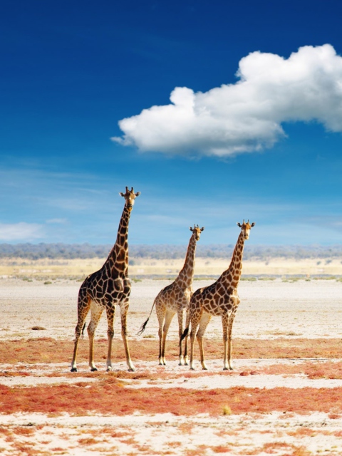 Fondo de pantalla African Giraffes 480x640