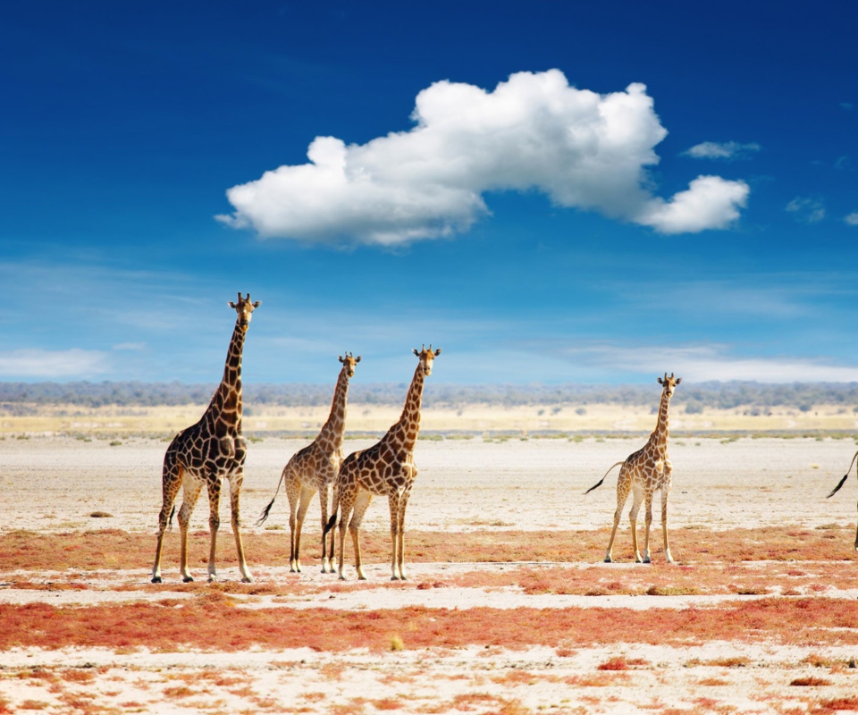 African Giraffes screenshot #1 960x800