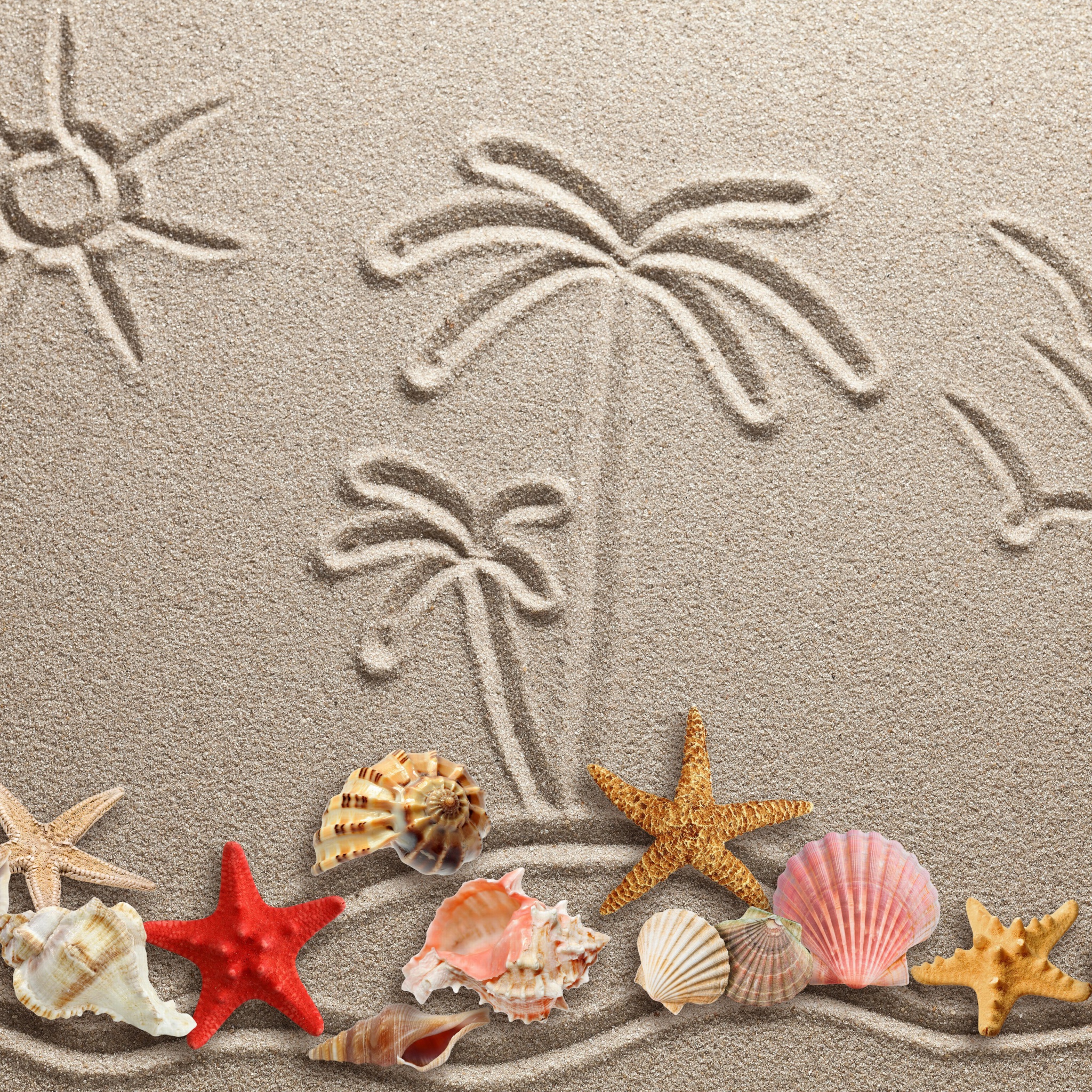 Seashells Texture on Sand screenshot #1 2048x2048
