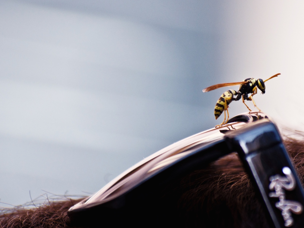 Das Bee On Rayban Glasses Wallpaper 1152x864
