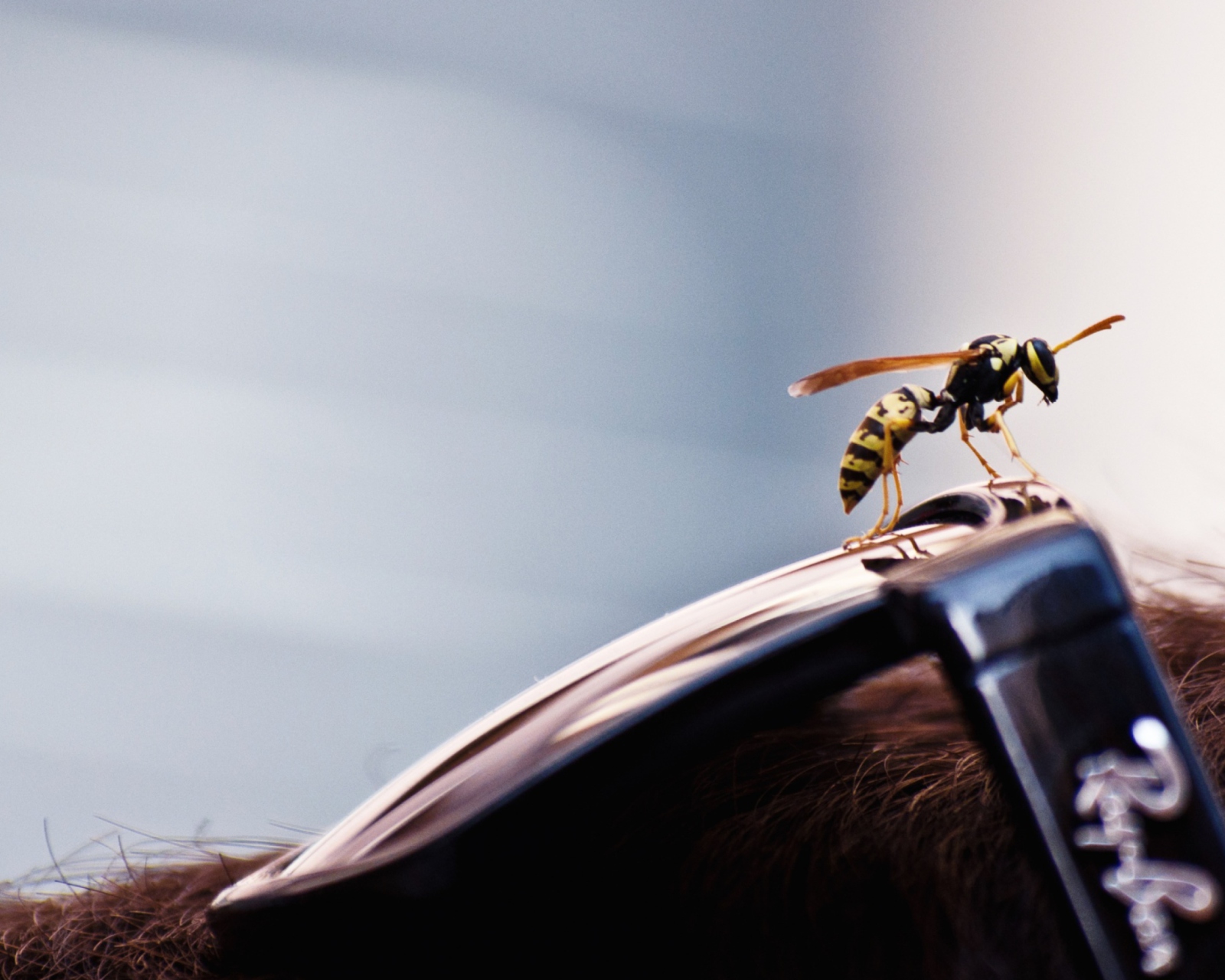 Das Bee On Rayban Glasses Wallpaper 1600x1280