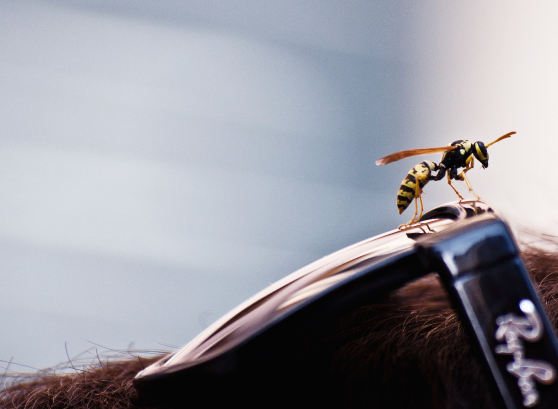 Bee On Rayban Glasses screenshot #1 1920x1408