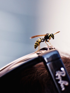Das Bee On Rayban Glasses Wallpaper 240x320