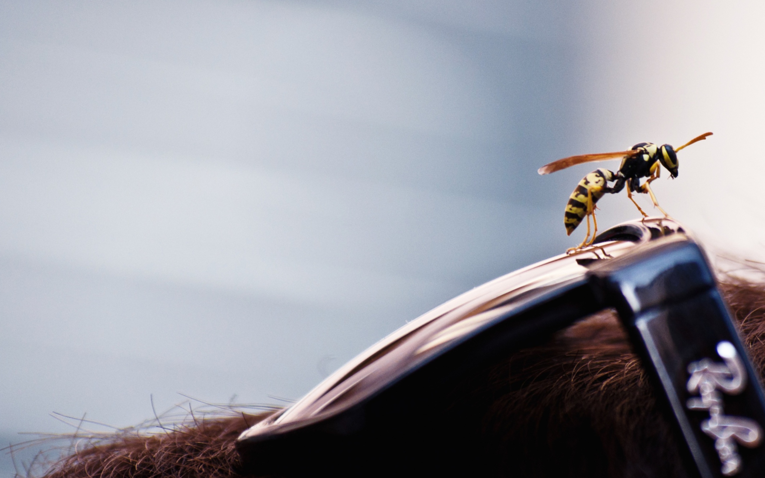 Bee On Rayban Glasses wallpaper 2560x1600