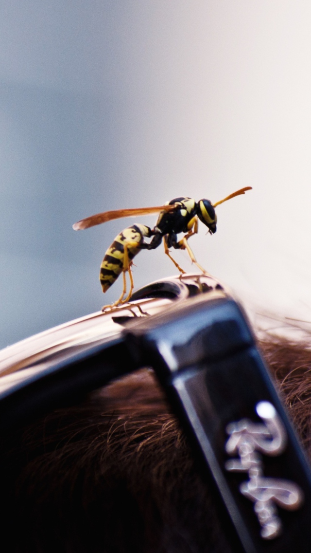 Das Bee On Rayban Glasses Wallpaper 640x1136