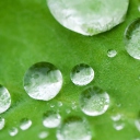 Water Drops On Leaf screenshot #1 128x128