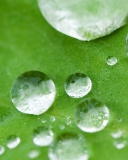 Обои Water Drops On Leaf 128x160