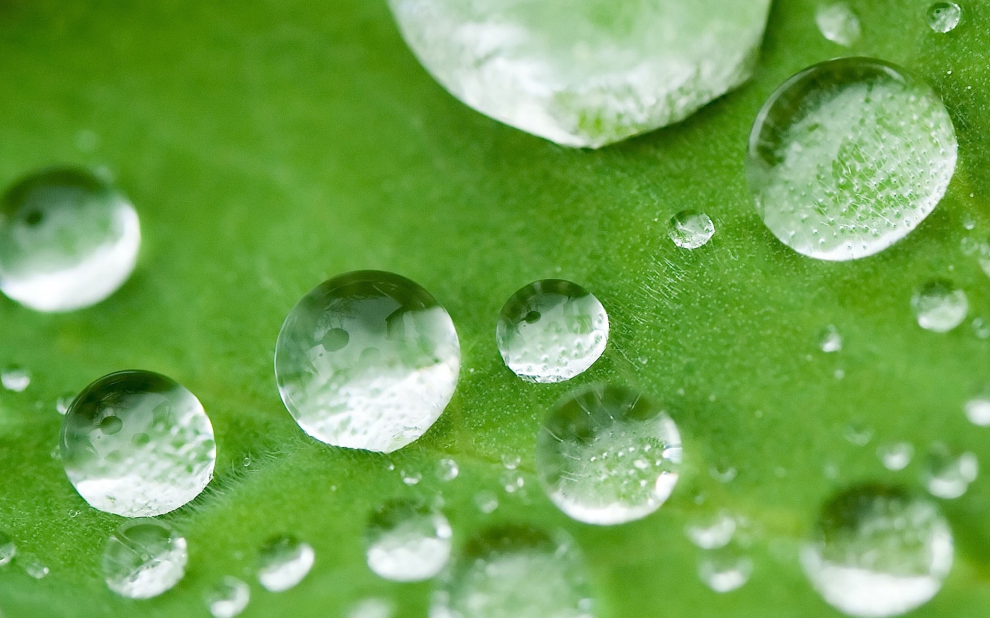 Sfondi Water Drops On Leaf 1440x900