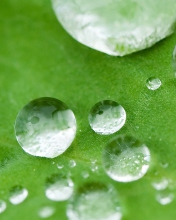 Water Drops On Leaf screenshot #1 176x220
