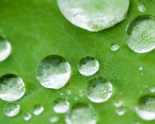 Das Water Drops On Leaf Wallpaper 220x176
