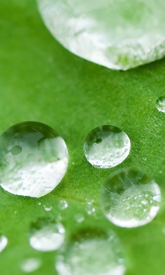 Sfondi Water Drops On Leaf 240x400