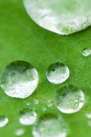 Water Drops On Leaf screenshot #1 320x480