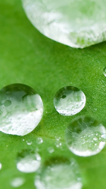 Water Drops On Leaf screenshot #1 360x640