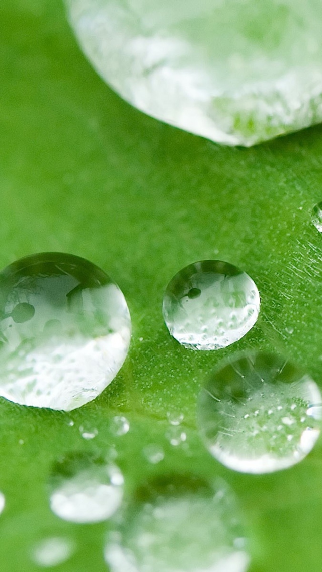 Screenshot №1 pro téma Water Drops On Leaf 640x1136