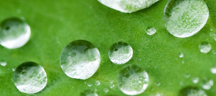 Обои Water Drops On Leaf 720x320