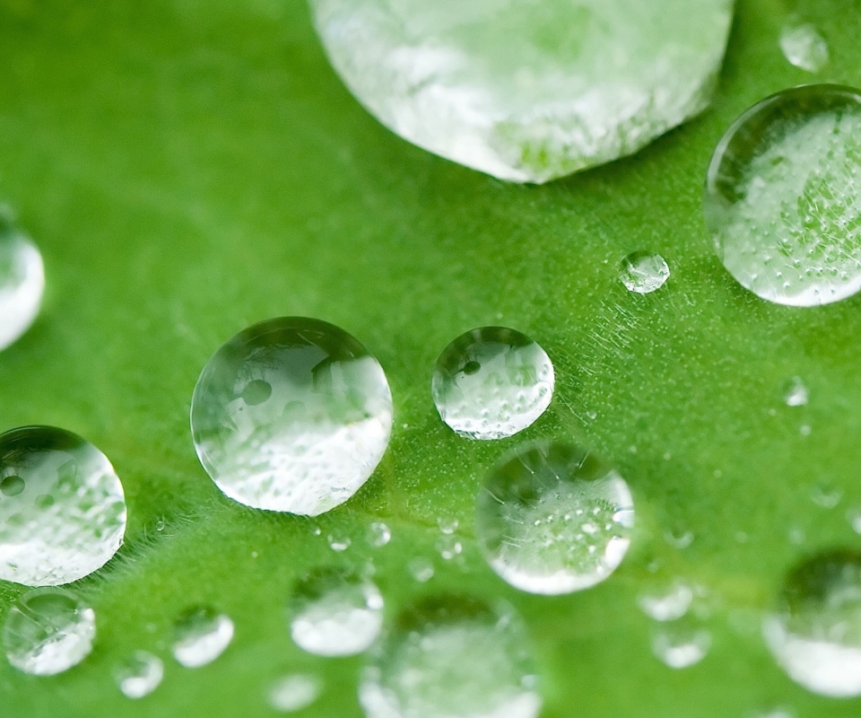 Water Drops On Leaf screenshot #1 960x800