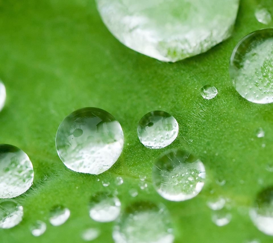 Water Drops On Leaf wallpaper 960x854