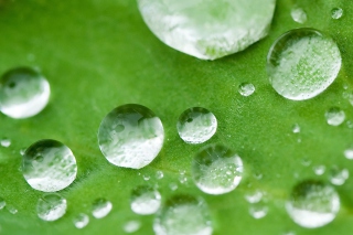 Water Drops On Leaf Picture for Android, iPhone and iPad