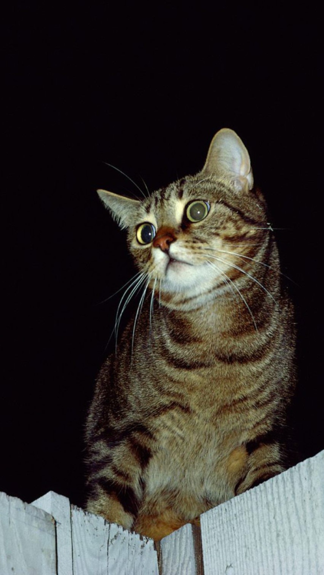 Screenshot №1 pro téma Cute Cat 640x1136