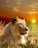 Screenshot №1 pro téma Lions In Kruger National Park 128x160