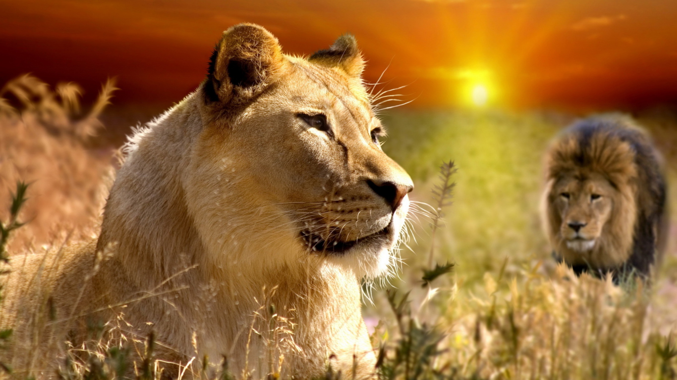 Обои Lions In Kruger National Park 1366x768
