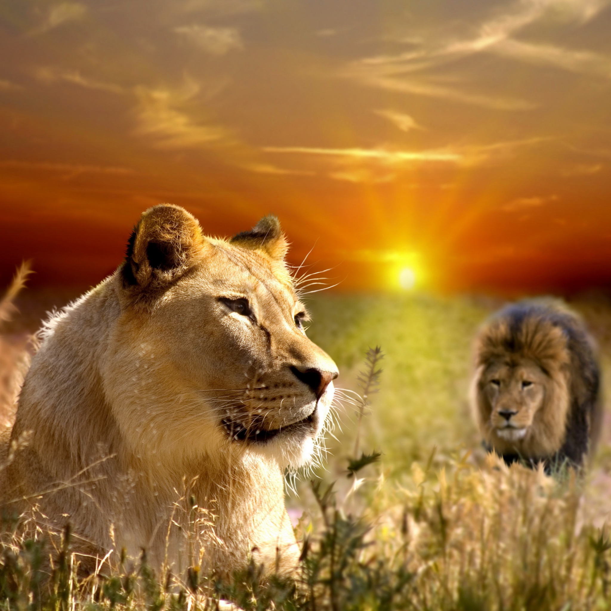 Fondo de pantalla Lions In Kruger National Park 2048x2048