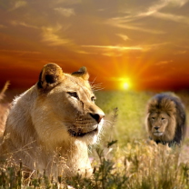Fondo de pantalla Lions In Kruger National Park 208x208