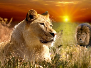Das Lions In Kruger National Park Wallpaper 320x240