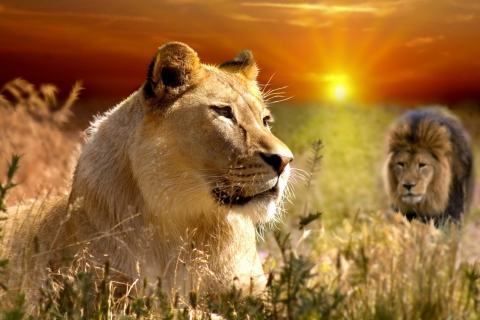 Обои Lions In Kruger National Park 480x320