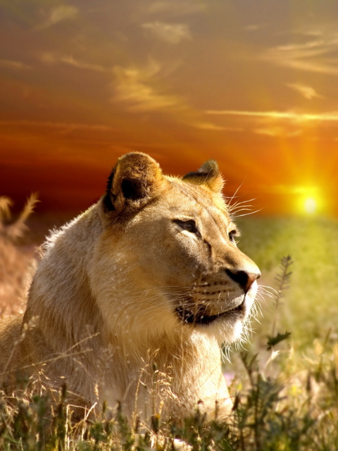 Обои Lions In Kruger National Park 480x640