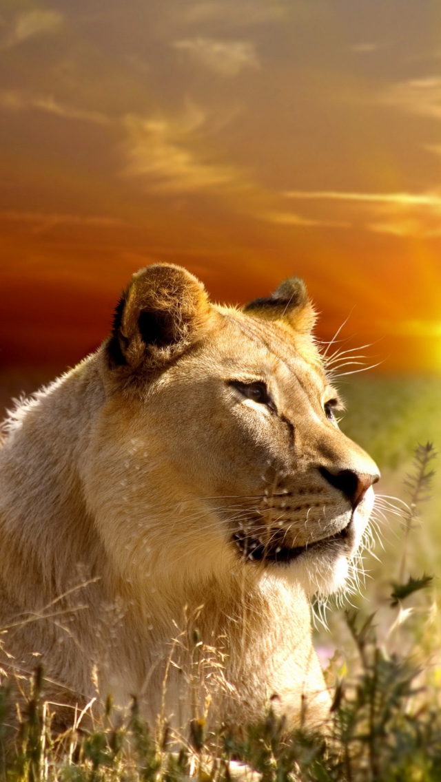 Fondo de pantalla Lions In Kruger National Park 640x1136
