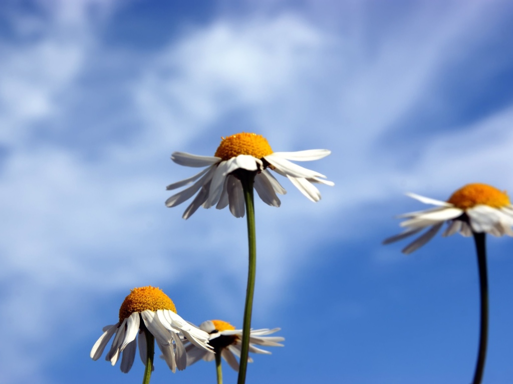 Chamomile And Blue Sky wallpaper 1024x768