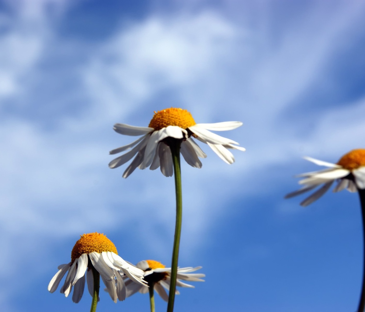 Chamomile And Blue Sky wallpaper 1200x1024