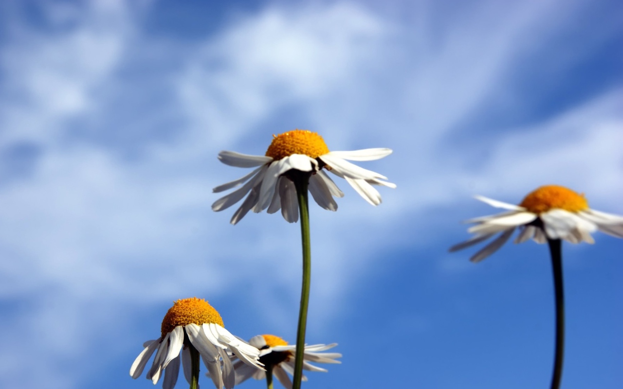 Chamomile And Blue Sky wallpaper 1280x800