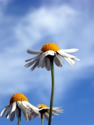 Chamomile And Blue Sky wallpaper 132x176