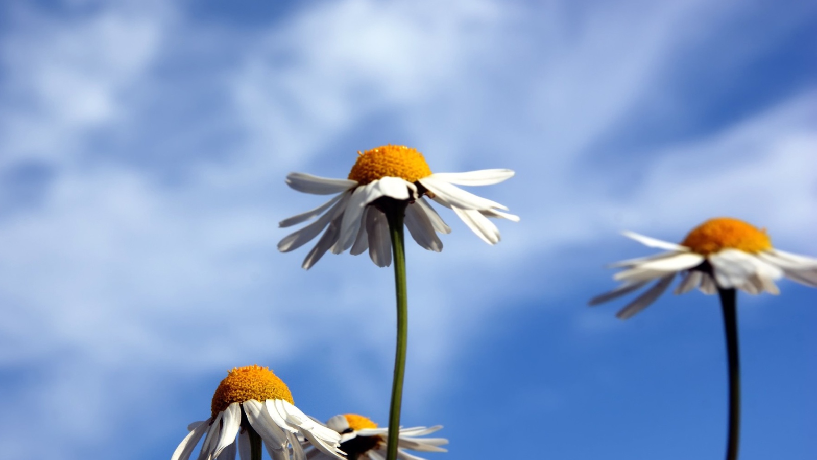 Chamomile And Blue Sky wallpaper 1600x900
