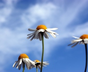 Chamomile And Blue Sky wallpaper 176x144