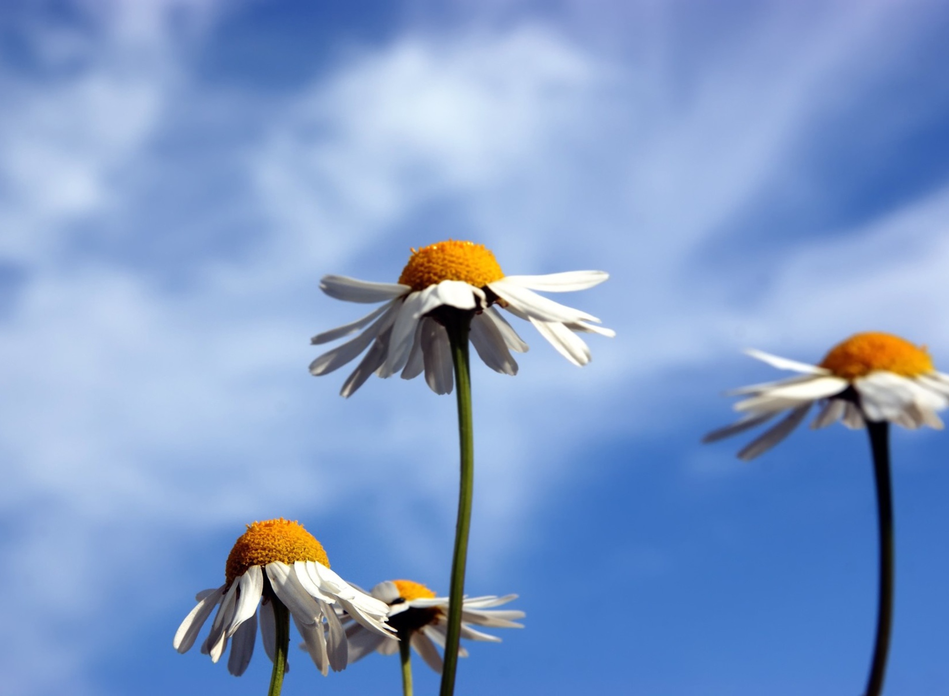 Обои Chamomile And Blue Sky 1920x1408