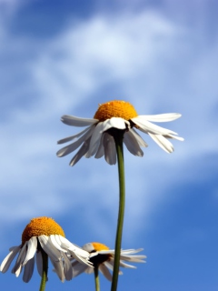 Das Chamomile And Blue Sky Wallpaper 240x320