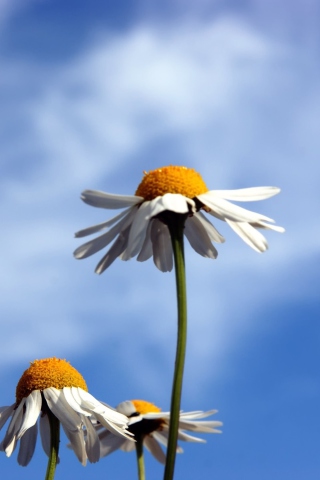 Chamomile And Blue Sky wallpaper 320x480