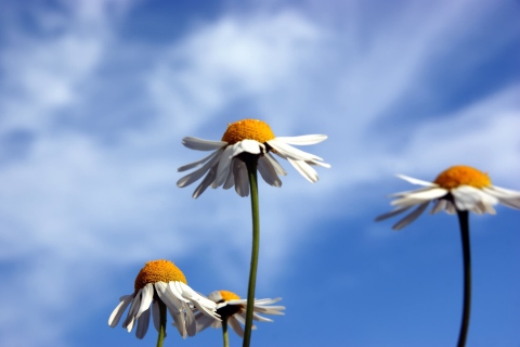 Chamomile And Blue Sky wallpaper 480x320
