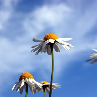 Chamomile And Blue Sky - Fondos de pantalla gratis para iPad 2