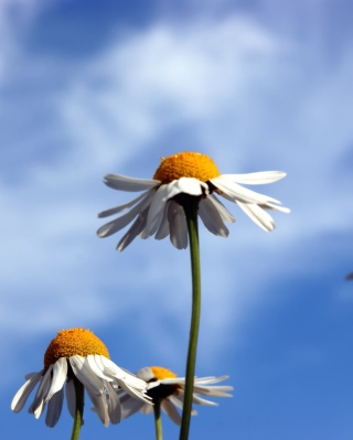 Kostenloses Chamomile And Blue Sky Wallpaper für 320x480