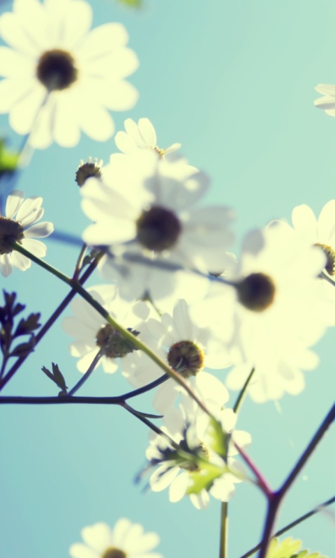 White Flowers wallpaper 480x800