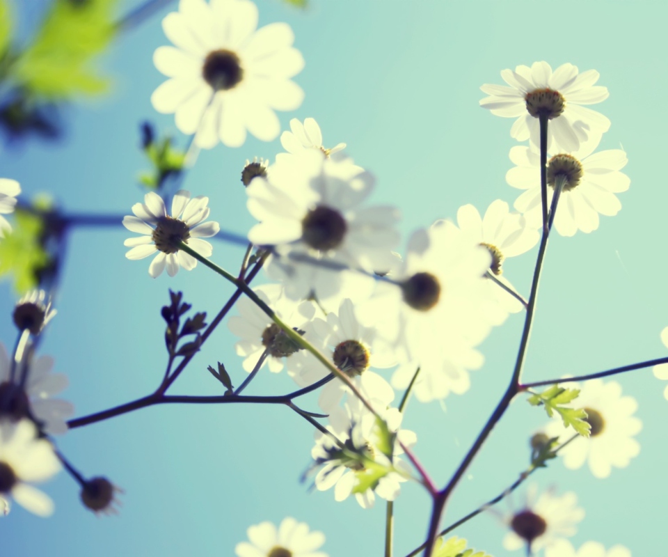 White Flowers wallpaper 960x800