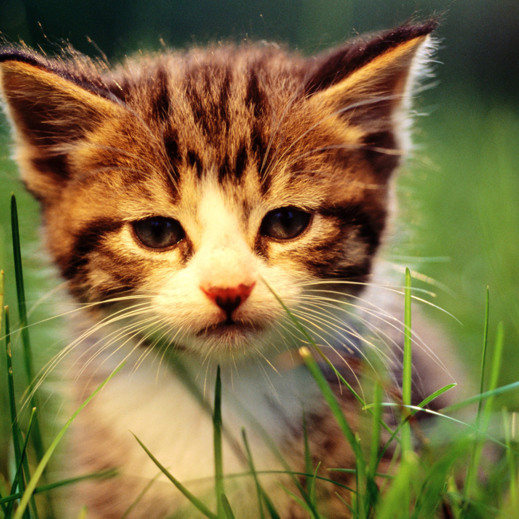 Kitten In Grass wallpaper 1024x1024