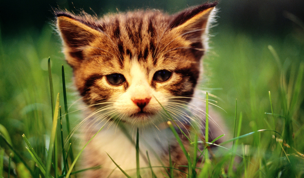 Das Kitten In Grass Wallpaper 1024x600